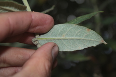 Ageratina asclepiadea