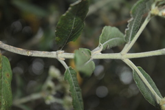 Ageratina asclepiadea