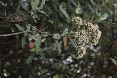 Ageratina asclepiadea