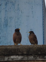 Acridotheres tristis