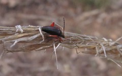 Lepturidea punctulaticollis