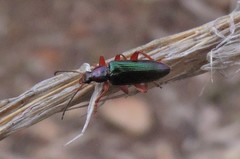 Lepturidea punctulaticollis