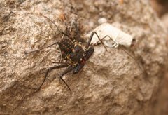 Phrynus whitei