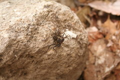 Phrynus whitei