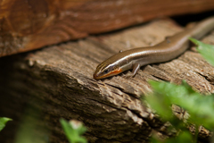 Plestiodon tetragrammus