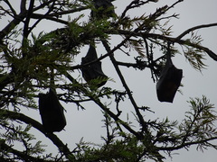 Pteropus giganteus
