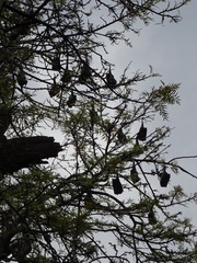 Pteropus giganteus