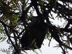 Pteropus giganteus