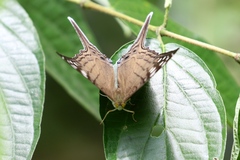 Marpesia merops