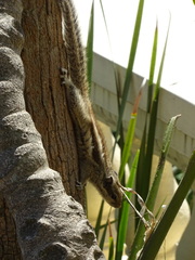 Funambulus pennantii