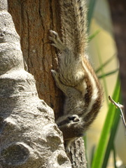 Funambulus pennantii