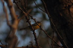 Setophaga pitiayumi graysoni