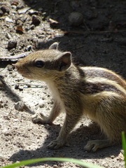 Funambulus pennantii