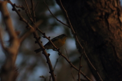 Setophaga pitiayumi graysoni