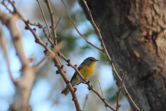 Setophaga pitiayumi graysoni