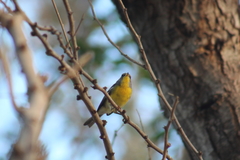 Setophaga pitiayumi graysoni