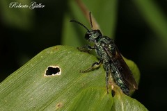 Temnosoma