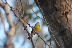 Setophaga pitiayumi graysoni