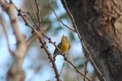 Setophaga pitiayumi graysoni