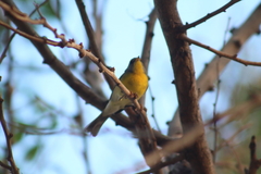 Setophaga pitiayumi graysoni