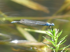 Caliagrion billinghursti