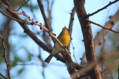 Setophaga pitiayumi graysoni