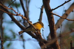 Setophaga pitiayumi graysoni