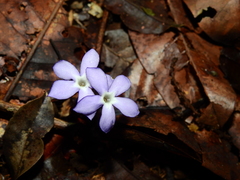 Voyria caerulea