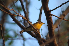 Setophaga pitiayumi graysoni