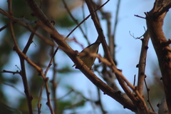 Setophaga pitiayumi graysoni