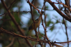 Setophaga pitiayumi graysoni