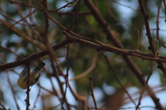 Setophaga pitiayumi graysoni