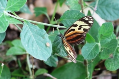 Heliconius ismenius