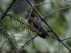 Lampornis amethystinus