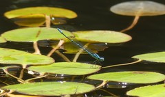 Caliagrion billinghursti