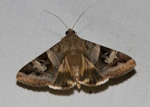 Indomitable Graphic Moth