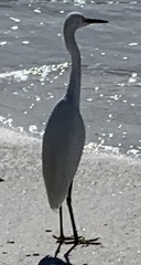 Egretta thula
