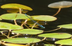 Caliagrion billinghursti