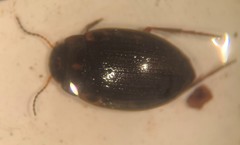 Leconectes striatellus