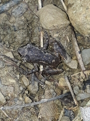 Leptodactylus melanonotus