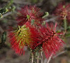 Melaleuca orbifolia