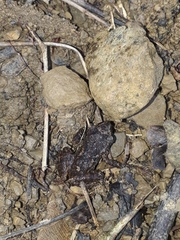 Leptodactylus melanonotus
