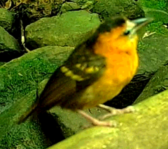 Ploceus sanctithomae