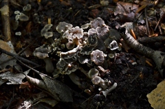 Craterellus sinuosus