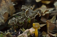 Craterellus sinuosus