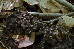 Craterellus sinuosus