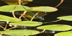 Caliagrion billinghursti