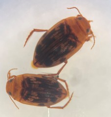 Neoporus arizonicus