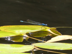 Caliagrion billinghursti