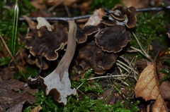 Craterellus sinuosus